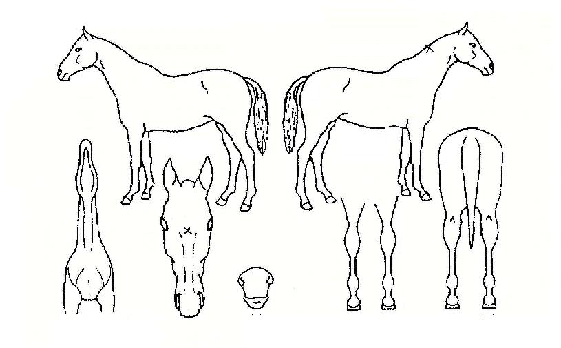 ´ÙÅ©¹ë¸®ÀÇ Ãø¸é,¿ì¸é,µÞ¸é,µÎ»ó,´Ù¸®ÀÇ Æ¯Â¡µµÇØ