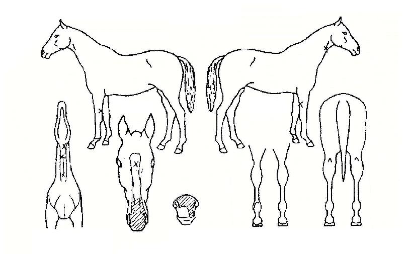 ¹°º¸¶óÀÇ Ãø¸é,¿ì¸é,µÞ¸é,µÎ»ó,´Ù¸®ÀÇ Æ¯Â¡µµÇØ