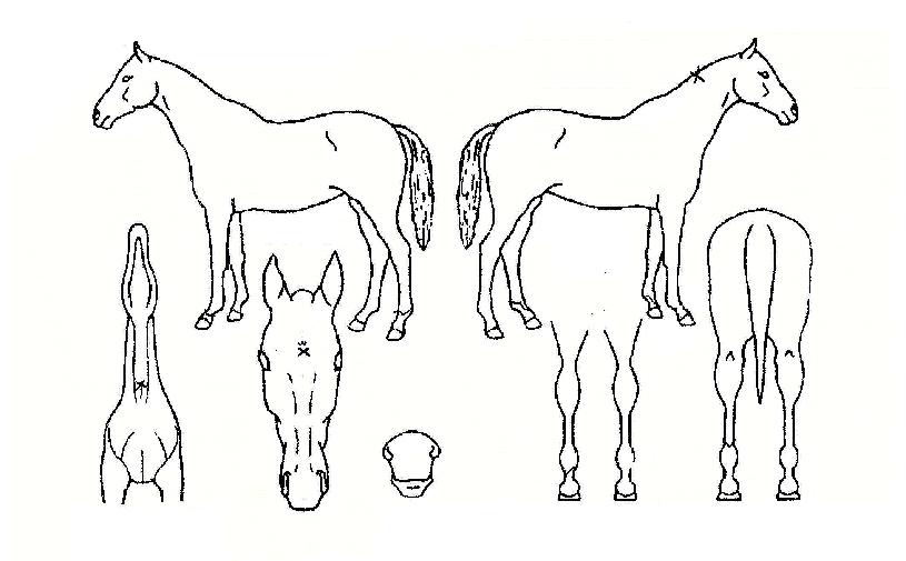 ž���ڸ��� ����,���,�޸�,�λ�,�ٸ��� Ư¡����