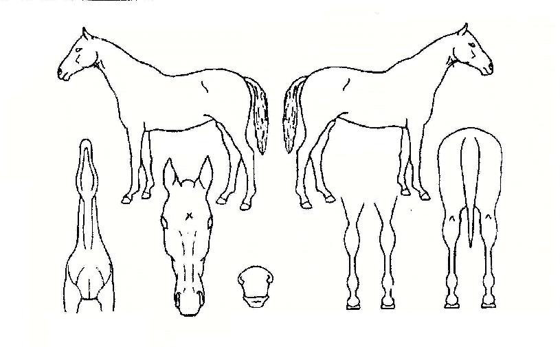 Ư�޸����� ����,���,�޸�,�λ�,�ٸ��� Ư¡����