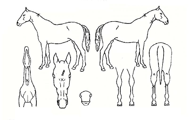 ���� ����,���,�޸�,�λ�,�ٸ��� Ư¡����