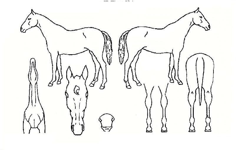 °úõºí·ç½ºÀÇ Ãø¸é,¿ì¸é,µÞ¸é,µÎ»ó,´Ù¸®ÀÇ Æ¯Â¡µµÇØ