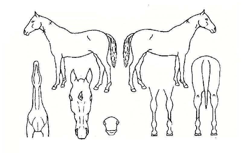 À§³Ê¾ÆÀÌÀÇ Ãø¸é,¿ì¸é,µÞ¸é,µÎ»ó,´Ù¸®ÀÇ Æ¯Â¡µµÇØ