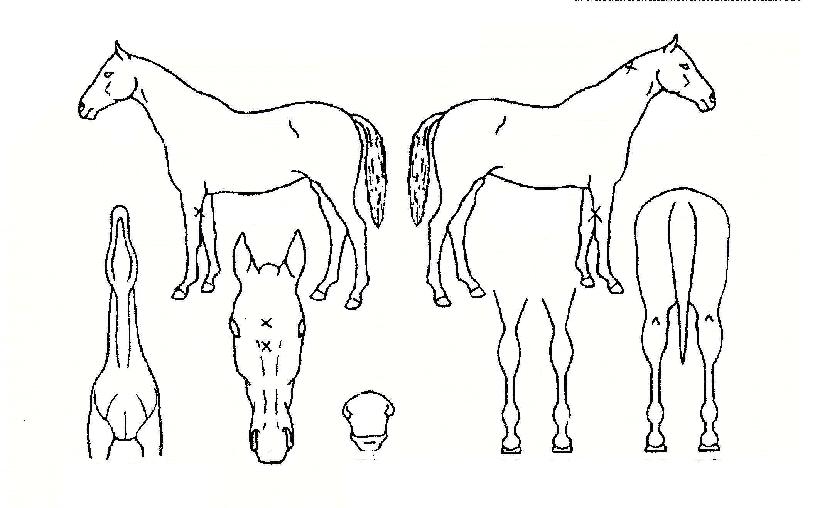 ³²¼³¾ÇÀÇ Ãø¸é,¿ì¸é,µÞ¸é,µÎ»ó,´Ù¸®ÀÇ Æ¯Â¡µµÇØ