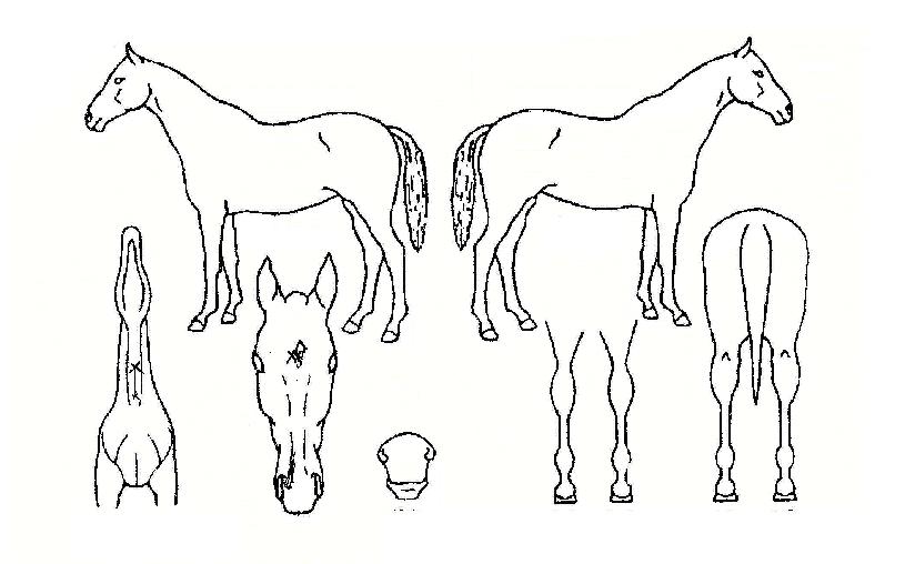 ºÒ²ÉÈ¿°ÀÇ Ãø¸é,¿ì¸é,µÞ¸é,µÎ»ó,´Ù¸®ÀÇ Æ¯Â¡µµÇØ