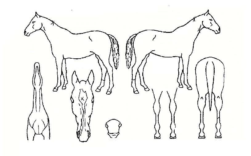 �μ���Ʈ�� ����,���,�޸�,�λ�,�ٸ��� Ư¡����