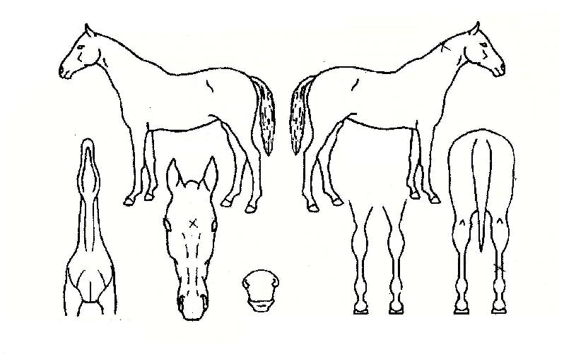 ���ǾƵ��� ����,���,�޸�,�λ�,�ٸ��� Ư¡����