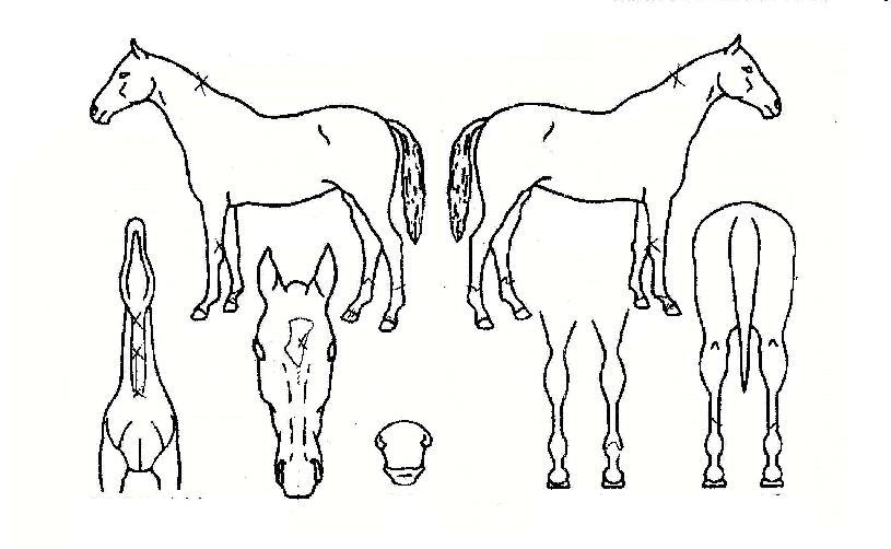 ���������� ����,���,�޸�,�λ�,�ٸ��� Ư¡����