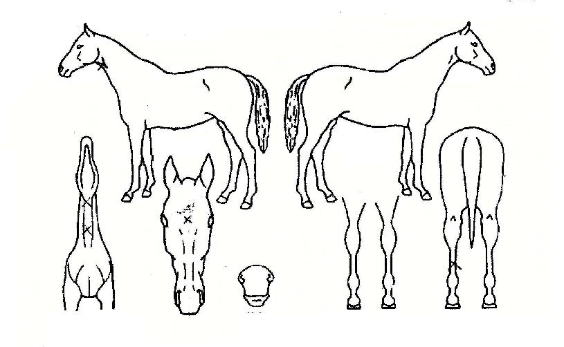 �������� ����,���,�޸�,�λ�,�ٸ��� Ư¡����