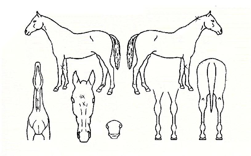 ¿Àº´À̾îÀÇ Ãø¸é,¿ì¸é,µÞ¸é,µÎ»ó,´Ù¸®ÀÇ Æ¯Â¡µµÇØ