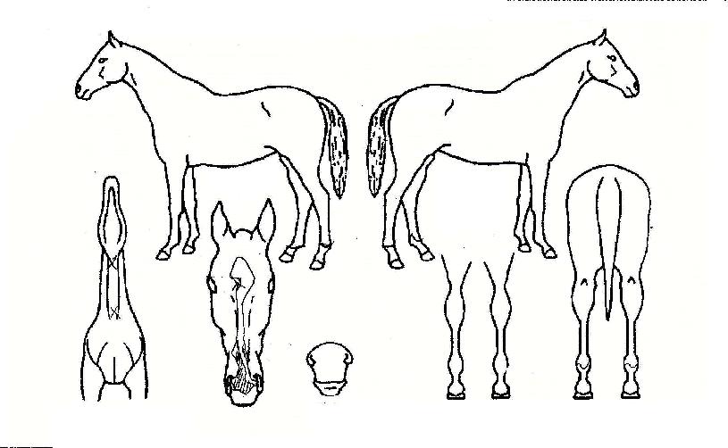 ���νż����� ����,���,�޸�,�λ�,�ٸ��� Ư¡����