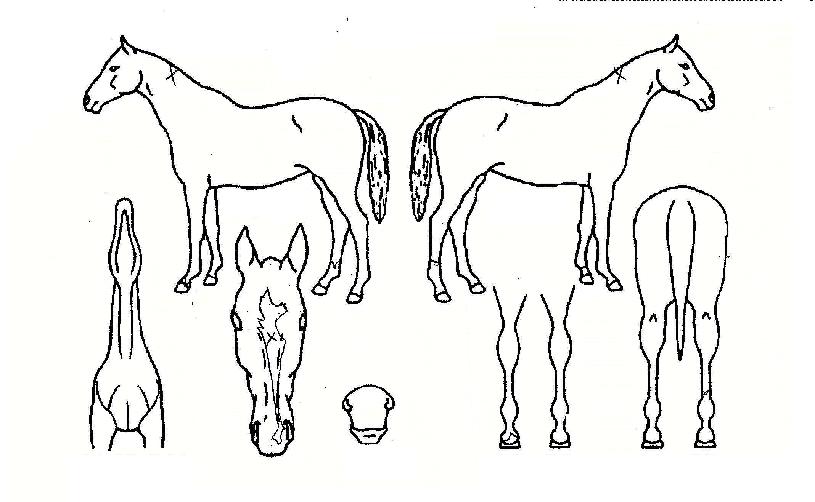 ��������� ����,���,�޸�,�λ�,�ٸ��� Ư¡����