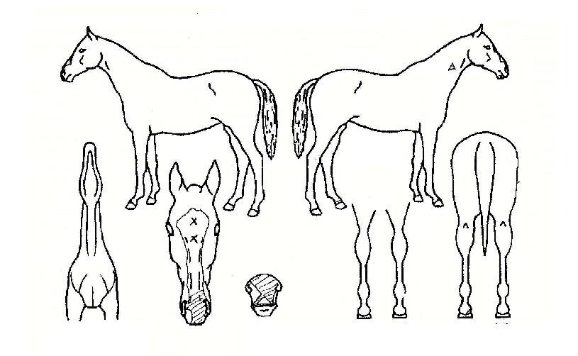 ���������� ����,���,�޸�,�λ�,�ٸ��� Ư¡����