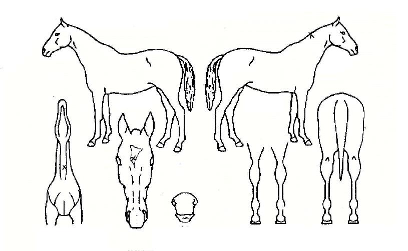 Ŭ�����������ڸ��� ����,���,�޸�,�λ�,�ٸ��� Ư¡����