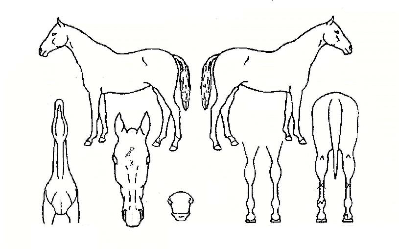 ��������� ����,���,�޸�,�λ�,�ٸ��� Ư¡����