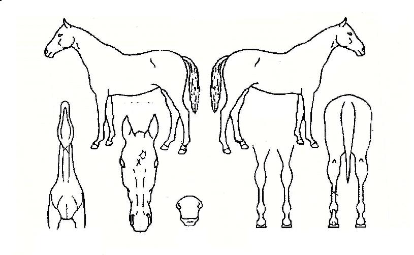 º£½ºÆ®ÁúÁÖÀÇ Ãø¸é,¿ì¸é,µÞ¸é,µÎ»ó,´Ù¸®ÀÇ Æ¯Â¡µµÇØ