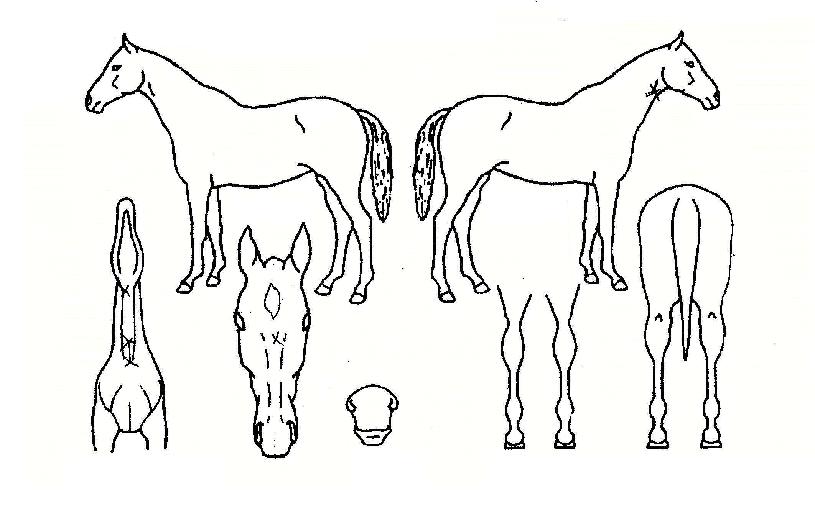 ¹«¸²ÃÖ°ÀÇ Ãø¸é,¿ì¸é,µÞ¸é,µÎ»ó,´Ù¸®ÀÇ Æ¯Â¡µµÇØ