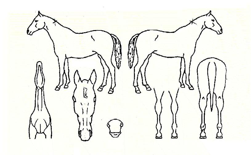 ������� ����,���,�޸�,�λ�,�ٸ��� Ư¡����