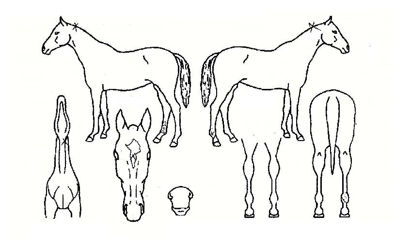 ·£µåÀӯ䏮¾óÀÇ Ãø¸é,¿ì¸é,µÞ¸é,µÎ»ó,´Ù¸®ÀÇ Æ¯Â¡µµÇØ