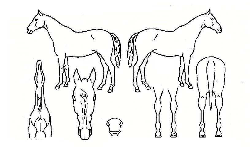 ¹«Àû½Â¸®ÀÇ Ãø¸é,¿ì¸é,µÞ¸é,µÎ»ó,´Ù¸®ÀÇ Æ¯Â¡µµÇØ