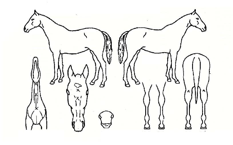 ¿µÈ¥ÀÇÀü»çÀÇ Ãø¸é,¿ì¸é,µÞ¸é,µÎ»ó,´Ù¸®ÀÇ Æ¯Â¡µµÇØ