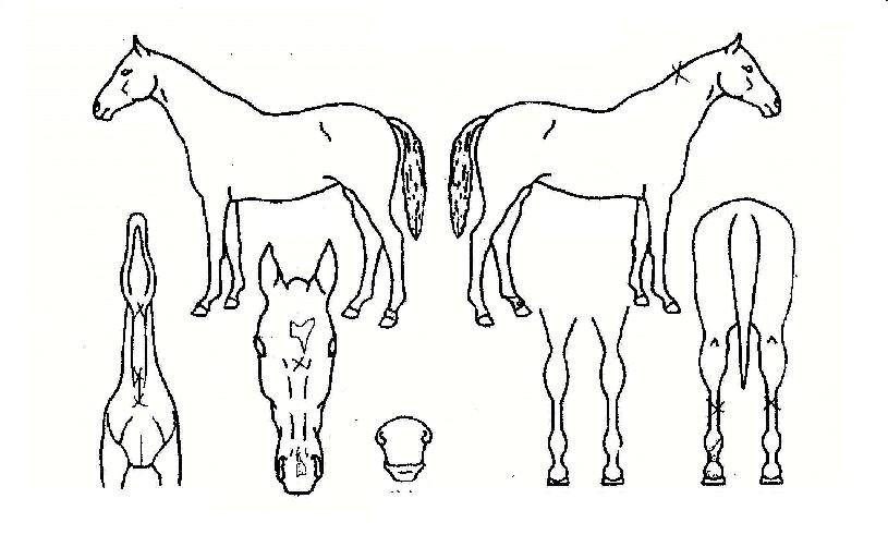 ÈïÀ̳ªÀÇ Ãø¸é,¿ì¸é,µÞ¸é,µÎ»ó,´Ù¸®ÀÇ Æ¯Â¡µµÇØ