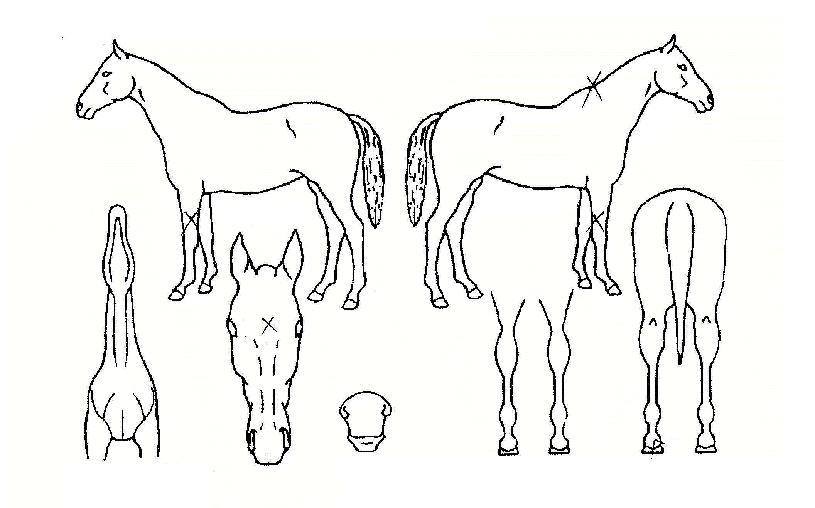 ÆòâÁ¦ÀÏÀÇ Ãø¸é,¿ì¸é,µÞ¸é,µÎ»ó,´Ù¸®ÀÇ Æ¯Â¡µµÇØ