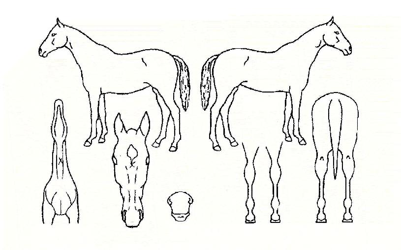 ��â�Ǿ�ħ�� ����,���,�޸�,�λ�,�ٸ��� Ư¡����