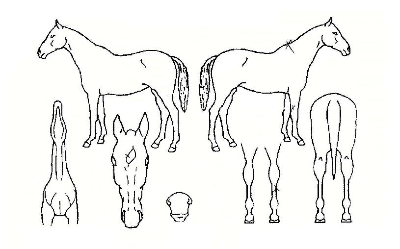 ������â�� ����,���,�޸�,�λ�,�ٸ��� Ư¡����