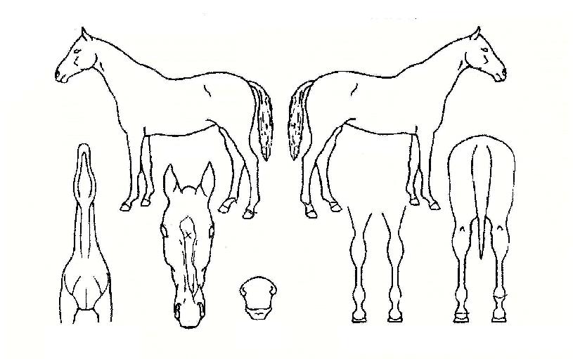 µð¾îÇʵåÀÇ Ãø¸é,¿ì¸é,µÞ¸é,µÎ»ó,´Ù¸®ÀÇ Æ¯Â¡µµÇØ