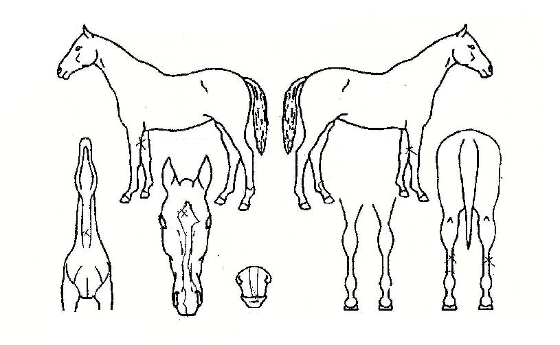 �������̴��� ����,���,�޸�,�λ�,�ٸ��� Ư¡����