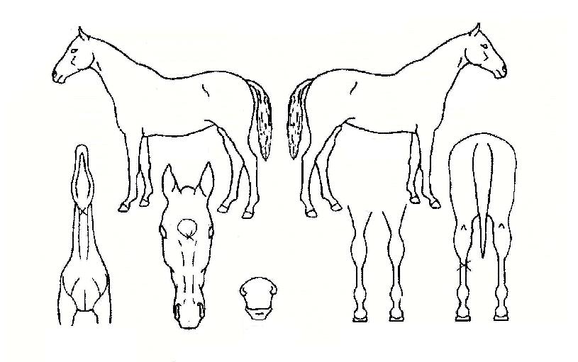 ������ڸ��� ����,���,�޸�,�λ�,�ٸ��� Ư¡����