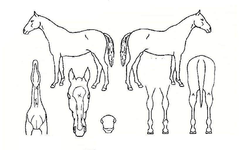 ������ ����,���,�޸�,�λ�,�ٸ��� Ư¡����