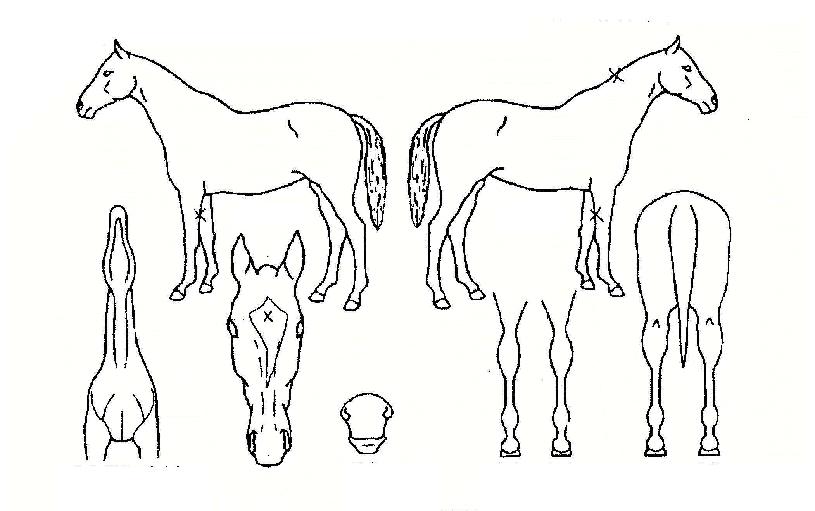 ������ ����,���,�޸�,�λ�,�ٸ��� Ư¡����