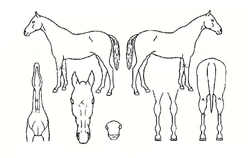 õÁö½ºÅ¸ÀÇ Ãø¸é,¿ì¸é,µÞ¸é,µÎ»ó,´Ù¸®ÀÇ Æ¯Â¡µµÇØ