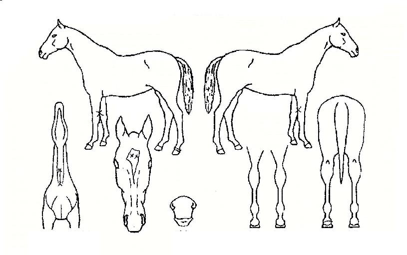 ���������� ����,���,�޸�,�λ�,�ٸ��� Ư¡����