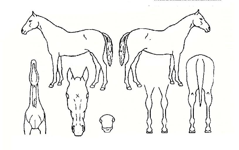 ±ÂÀªÀÇ Ãø¸é,¿ì¸é,µÞ¸é,µÎ»ó,´Ù¸®ÀÇ Æ¯Â¡µµÇØ