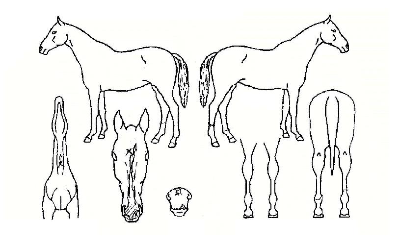 ½ºÅèºê¸µ°ÅÀÇ Ãø¸é,¿ì¸é,µÞ¸é,µÎ»ó,´Ù¸®ÀÇ Æ¯Â¡µµÇØ