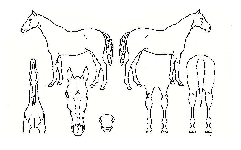 ���̳������� ����,���,�޸�,�λ�,�ٸ��� Ư¡����