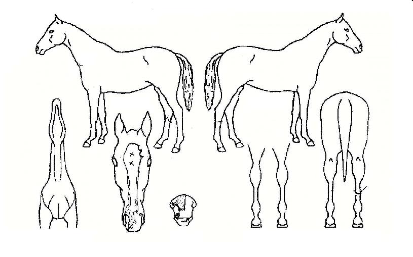 ���������� ����,���,�޸�,�λ�,�ٸ��� Ư¡����