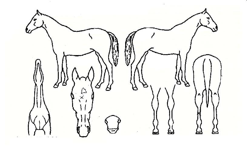 ÇØÇÇèÇÁÀÇ Ãø¸é,¿ì¸é,µÞ¸é,µÎ»ó,´Ù¸®ÀÇ Æ¯Â¡µµÇØ