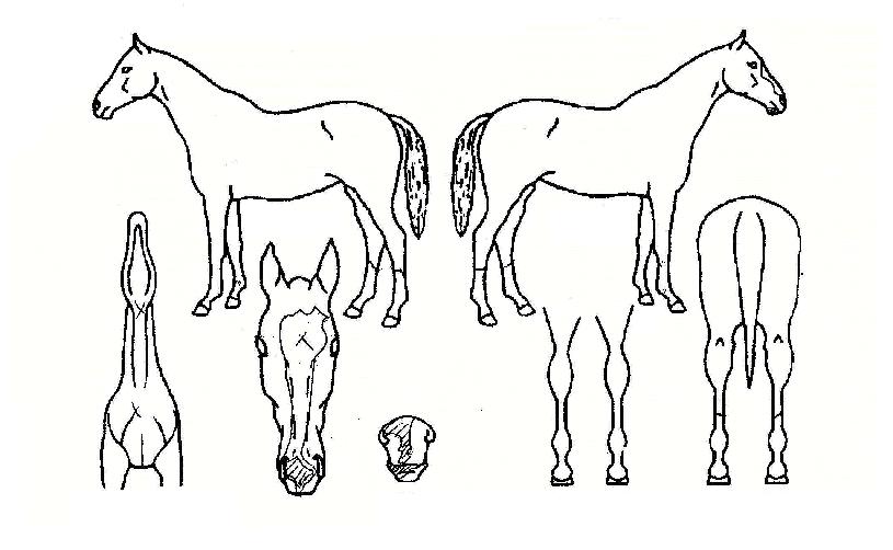 ��ȭó���� ����,���,�޸�,�λ�,�ٸ��� Ư¡����