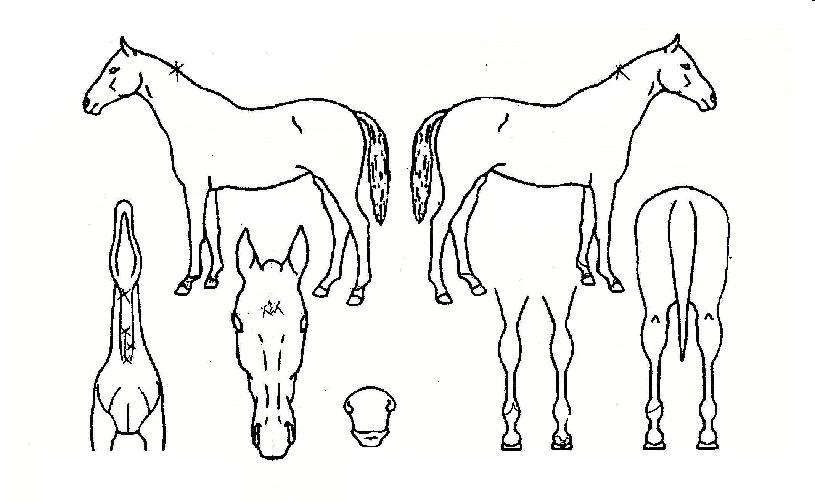 ÄáÄ¿·¯ÀÇ Ãø¸é,¿ì¸é,µÞ¸é,µÎ»ó,´Ù¸®ÀÇ Æ¯Â¡µµÇØ