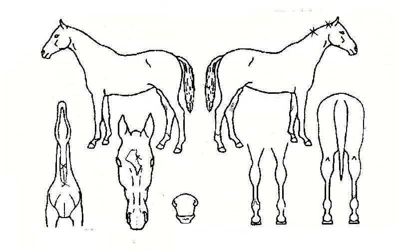 µ¿Çرâ»óÀÇ Ãø¸é,¿ì¸é,µÞ¸é,µÎ»ó,´Ù¸®ÀÇ Æ¯Â¡µµÇØ