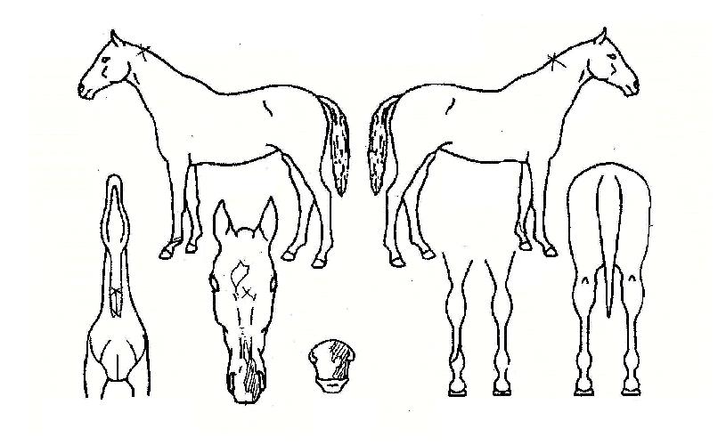 õ³â±â»óÀÇ Ãø¸é,¿ì¸é,µÞ¸é,µÎ»ó,´Ù¸®ÀÇ Æ¯Â¡µµÇØ