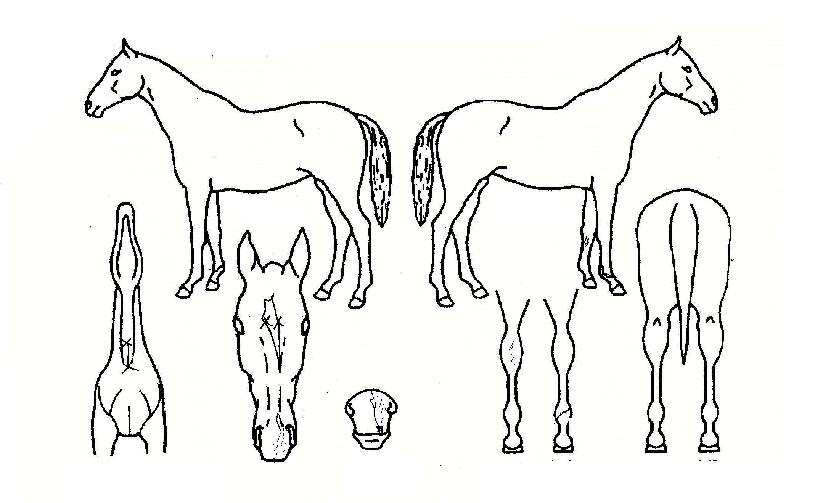 �׷�����ڸ��� ����,���,�޸�,�λ�,�ٸ��� Ư¡����