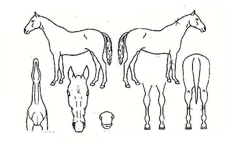 ºí·¢Ä¹ÀÇ Ãø¸é,¿ì¸é,µÞ¸é,µÎ»ó,´Ù¸®ÀÇ Æ¯Â¡µµÇØ