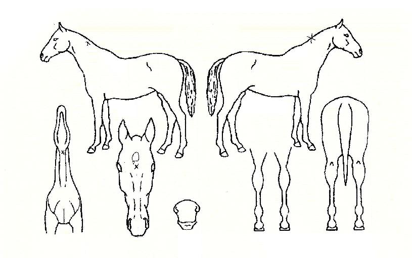 ���ǰ����� ����,���,�޸�,�λ�,�ٸ��� Ư¡����