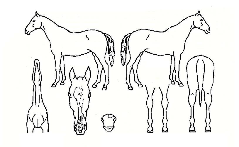 ¼Ö¶ó½ÃƼÀÇ Ãø¸é,¿ì¸é,µÞ¸é,µÎ»ó,´Ù¸®ÀÇ Æ¯Â¡µµÇØ