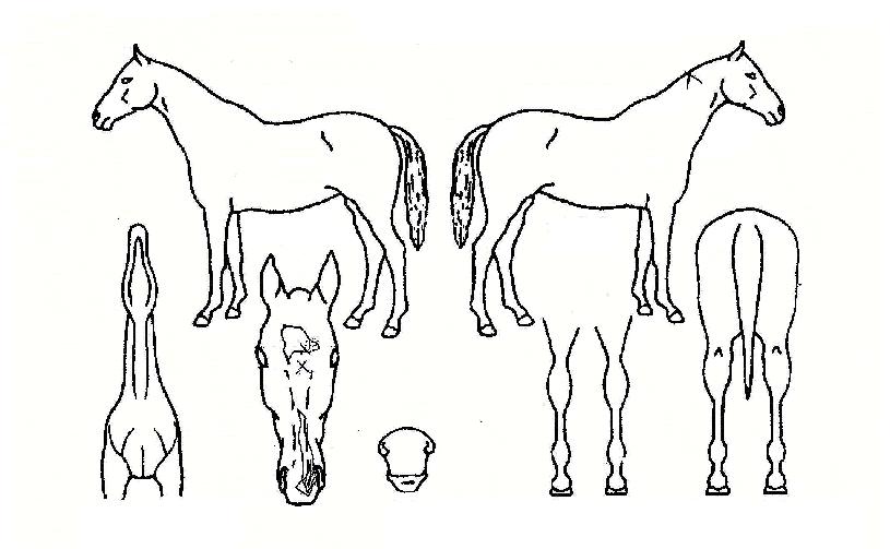 �Ŷ�õ���� ����,���,�޸�,�λ�,�ٸ��� Ư¡����